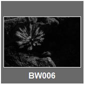 BW006