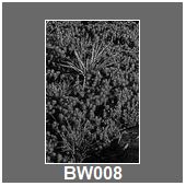 BW008