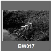 BW017