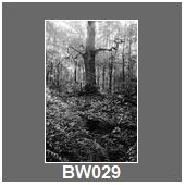 BW029