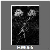 BW055