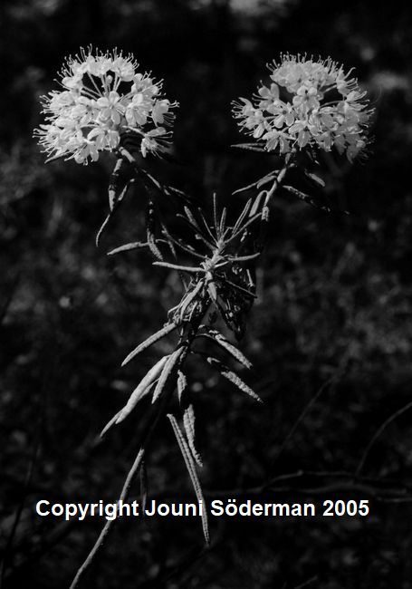 BW055