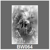 BW064