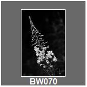 BW070