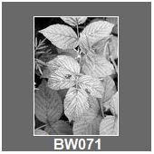 BW071