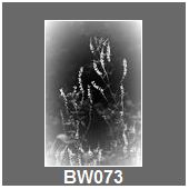 BW073