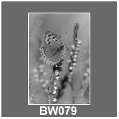 BW079