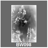 BW098