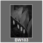 BW103