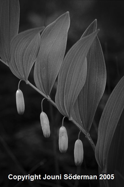 BW103