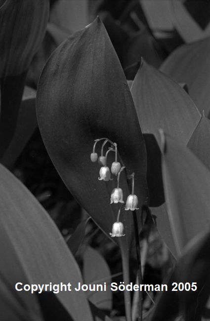 BW105