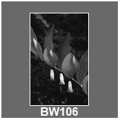 BW106