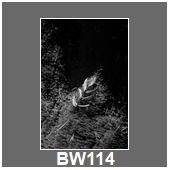 BW114