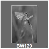 BW129