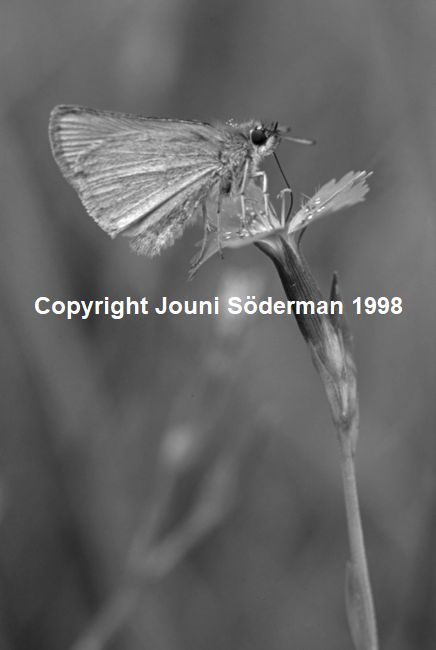 BW129