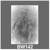 BW142