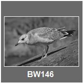 BW146