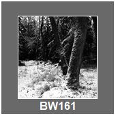 BW161