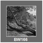 BW166