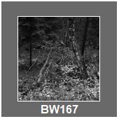 BW167
