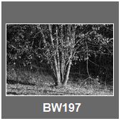 BW197
