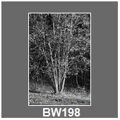 BW198