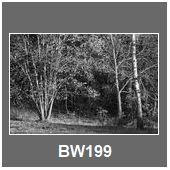 BW199