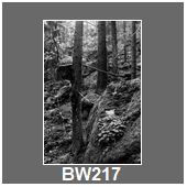BW217