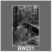 BW221