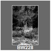 BW228