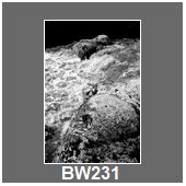 BW231