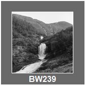 BW239