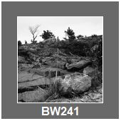BW241