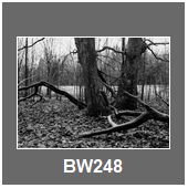 BW248