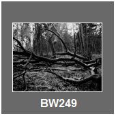 BW249