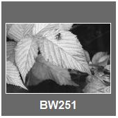 BW251