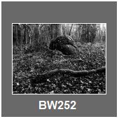 BW252