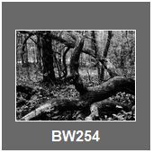 BW254