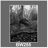 BW255