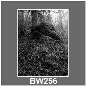BW256