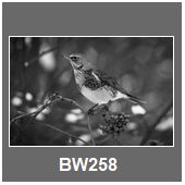 BW258