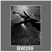 BW259