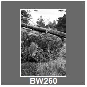 BW260