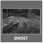 BW267