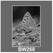 BW268