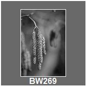 BW269