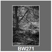 BW271