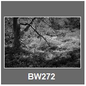 BW272