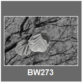BW273