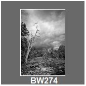 BW274
